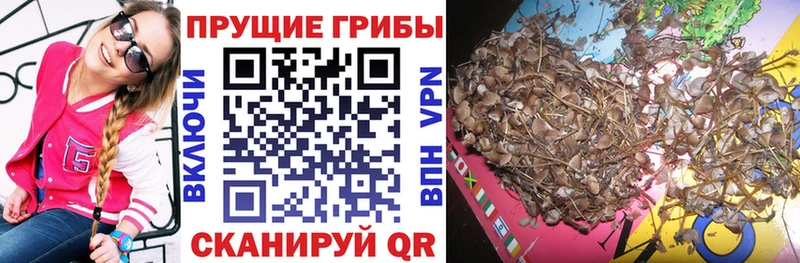 Псилоцибиновые грибы Psilocybine cubensis  Чаплыгин 